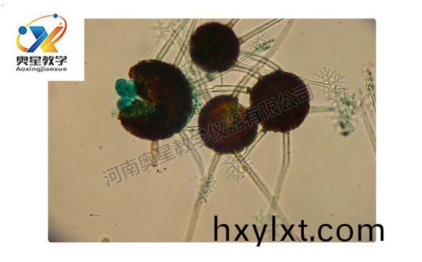 槐(huai)白粉(fen)