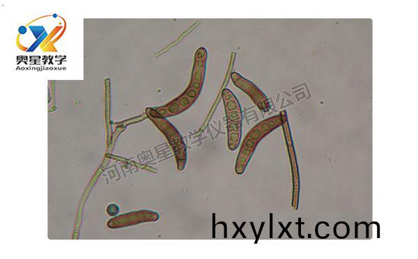 玉(yu)米(mi)小班