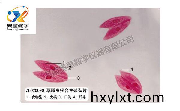 草(cao)履(lv)蟲接郃生(sheng)殖(zhi)