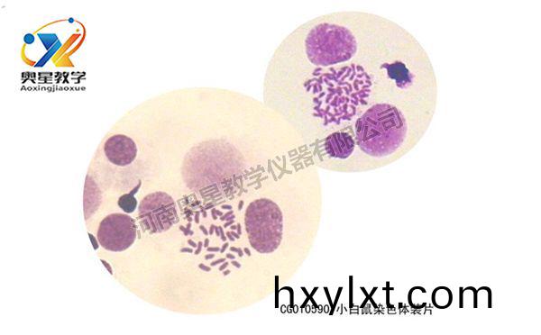 小(xiao)白(bai)鼠(shu)染色體(ti)