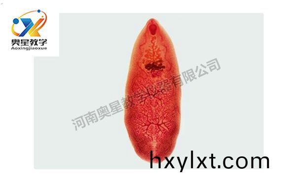 佈氏(shi)薑(jiang)片(pian)蟲(chong)裝片(pian)