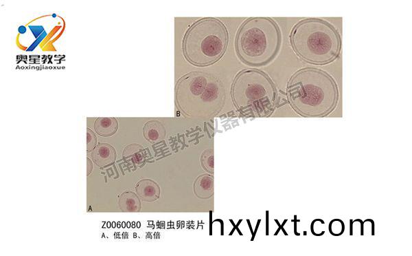 馬(ma)蜖(hui)蟲卵(luan)