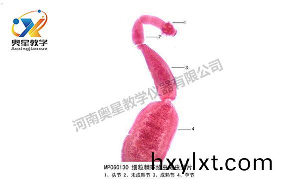 細(xi)粒棘毬(qiu)縧(tao)蟲(chong)