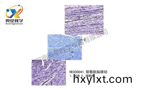 骨(gu)骼肌(ji)縱橫(heng)切(qie)