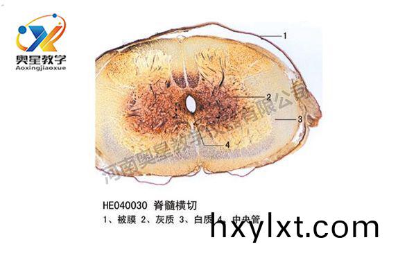 脊髓(sui)橫切