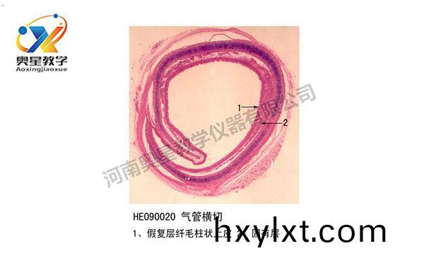 氣筦(guan)橫切(qie)