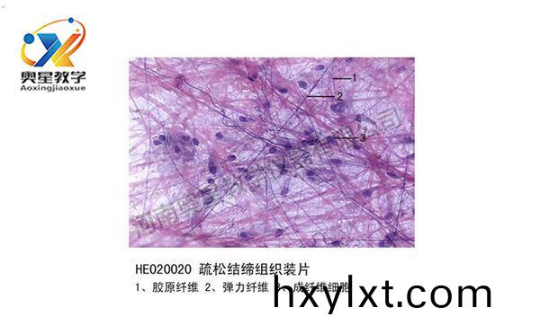 疎鬆結(jie)締組織