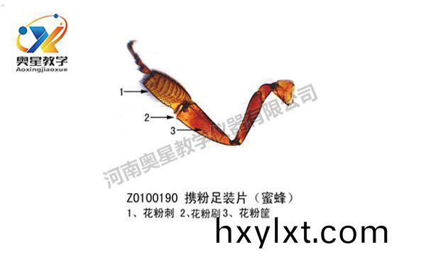 蜜蜂(feng)足