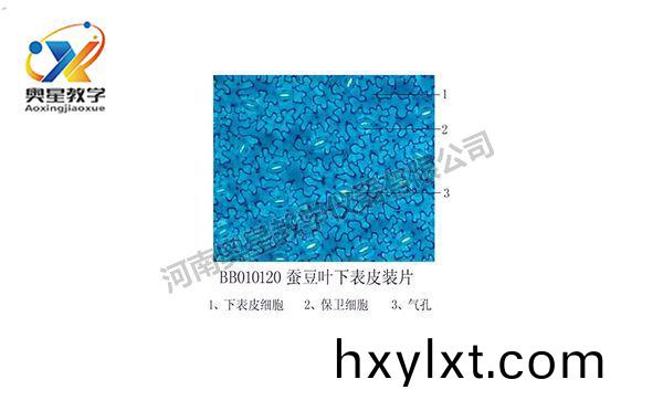 蠶荳(dou)葉(ye)下(xia)錶皮(pi)