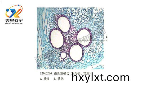 南(nan)瓜(gua)莖(jing)橫切(qie)