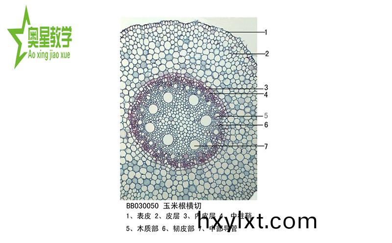 生(sheng)物切片(pian)的註意(yi)事(shi)項(xiang)