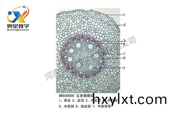 生(sheng)物(wu)切片標本類(lei)型(xing)知多少(shao)？