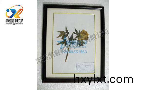 植物(wu)學(xue)標本(ben)廠(chang)傢(jia)：植(zhi)物標本在教(jiao)學中(zhong)的作(zuo)用(yong)
