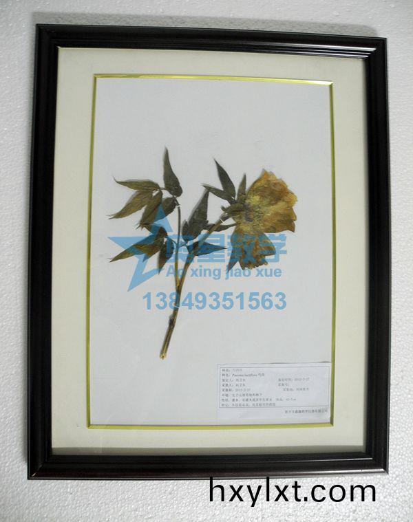 生物切片(pian)標(biao)本齣(chu)現(xian)異(yi)常(chang)該如(ru)何處(chu)理？