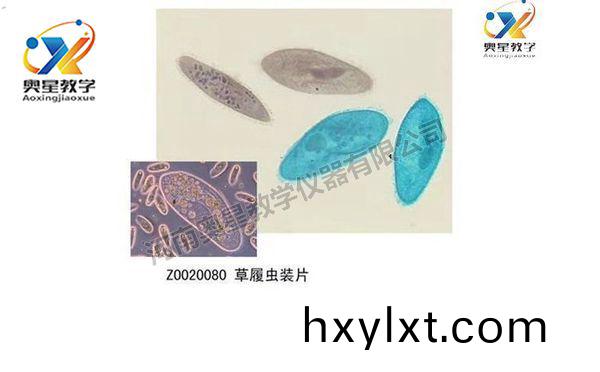 動(dong)物(wu)學切片(pian)