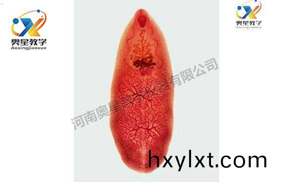 薑片(pian)蟲(chong)裝片(pian)，寄(ji)生(sheng)蟲(chong)學切(qie)片