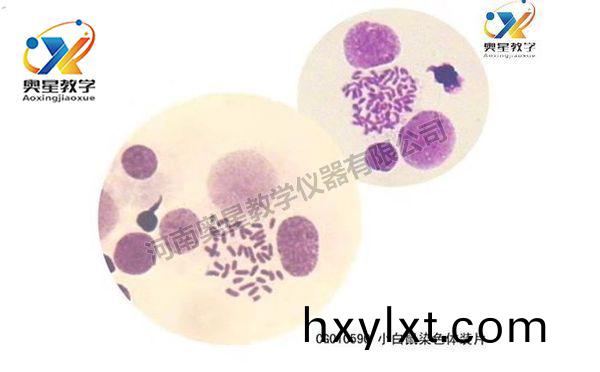 遺傳學切(qie)片(pian)