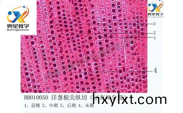 植物學(xue)切片