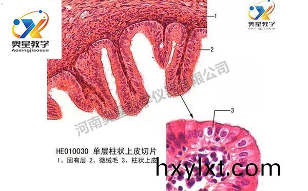 組(zu)織(zhi)與(yu)肧(pei)胎(tai)學切(qie)片(pian)