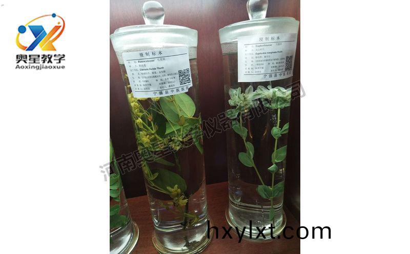 浸漬(zi)標(biao)本(ben)