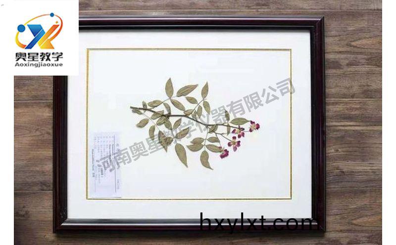 蠟(la)葉標(biao)本(ben)