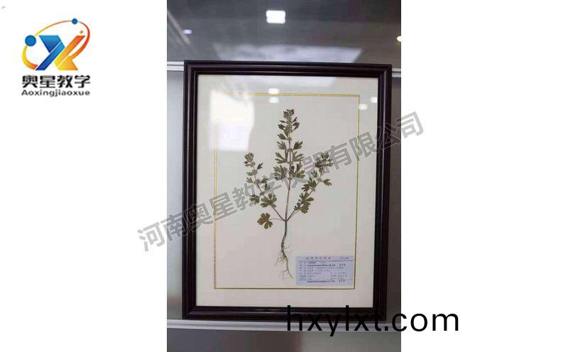 蠟葉(ye)標(biao)本