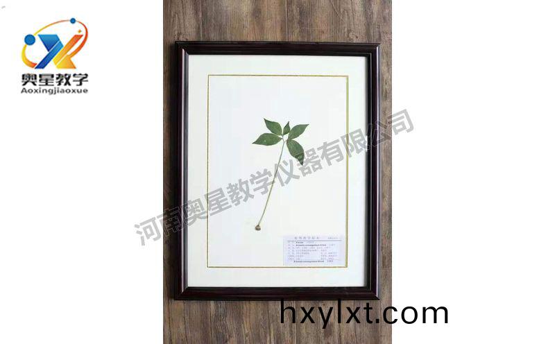 蠟(la)葉(ye)標本