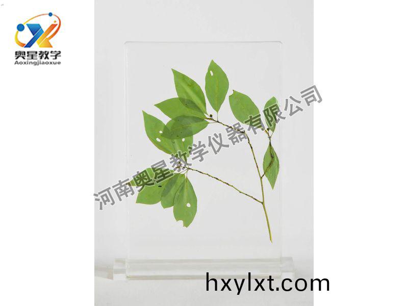 琥(hu)珀(po)標(biao)本(ben)