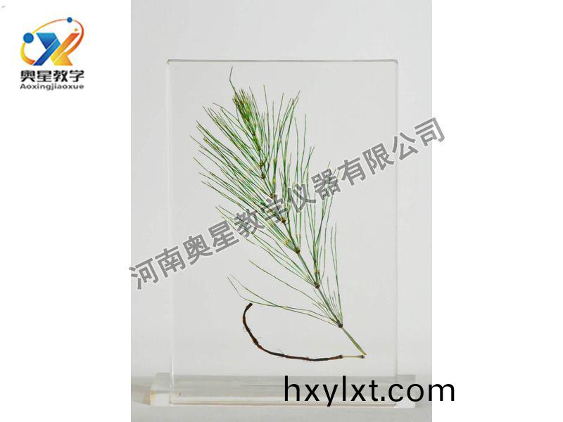 琥珀(po)標(biao)本(ben)