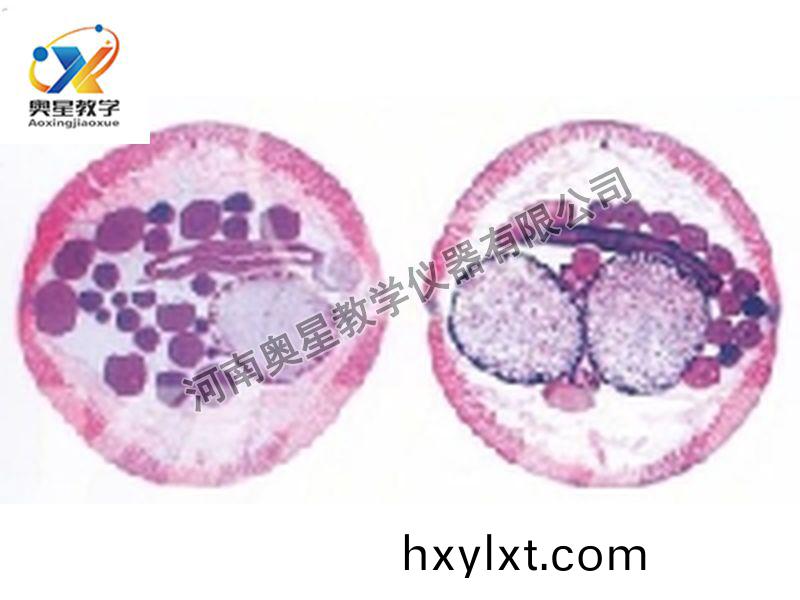 蜖(hui)蟲雌雄(xiong)橫切(qie)原圖(tu)