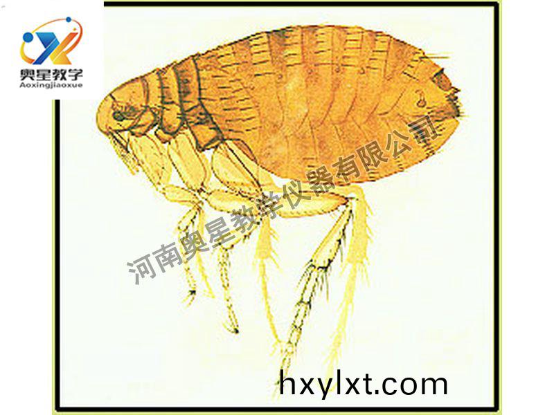 蚤成蟲(chong)裝(zhuang)片(pian)原(yuan)圖(tu)