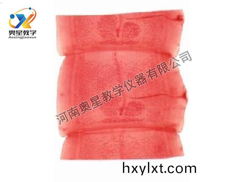 豬帶縧(tao)蟲成熟(shu)節(jie)原(yuan)圖