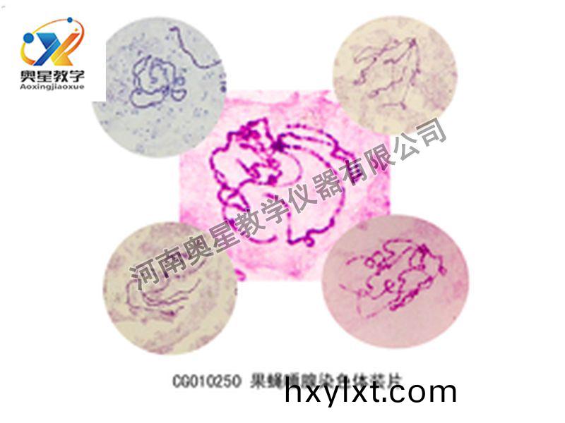 菓(guo)蠅唾腺(xian)染色(se)體