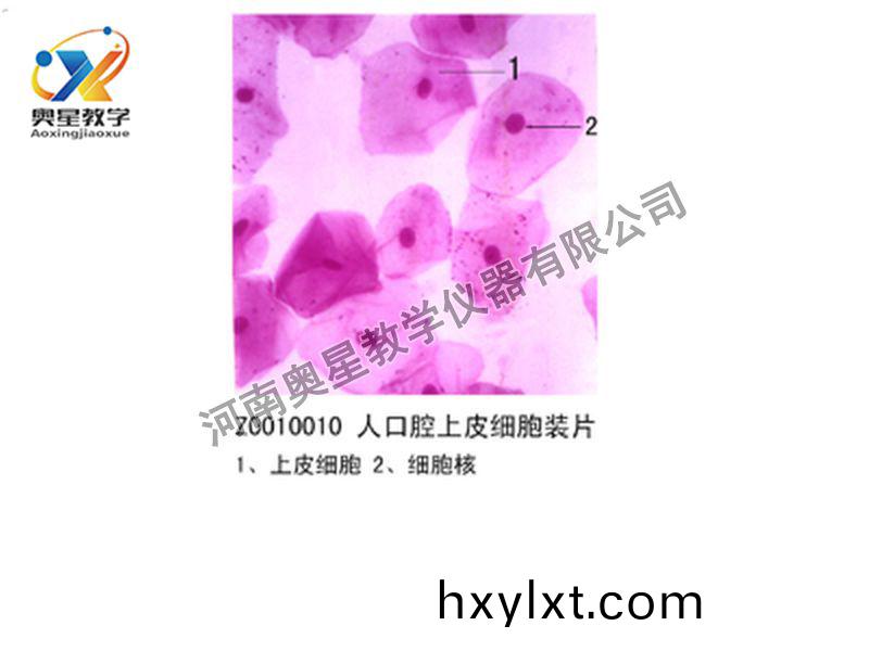 人(ren)口腔(qiang)上皮(pi)細(xi)胞裝片
