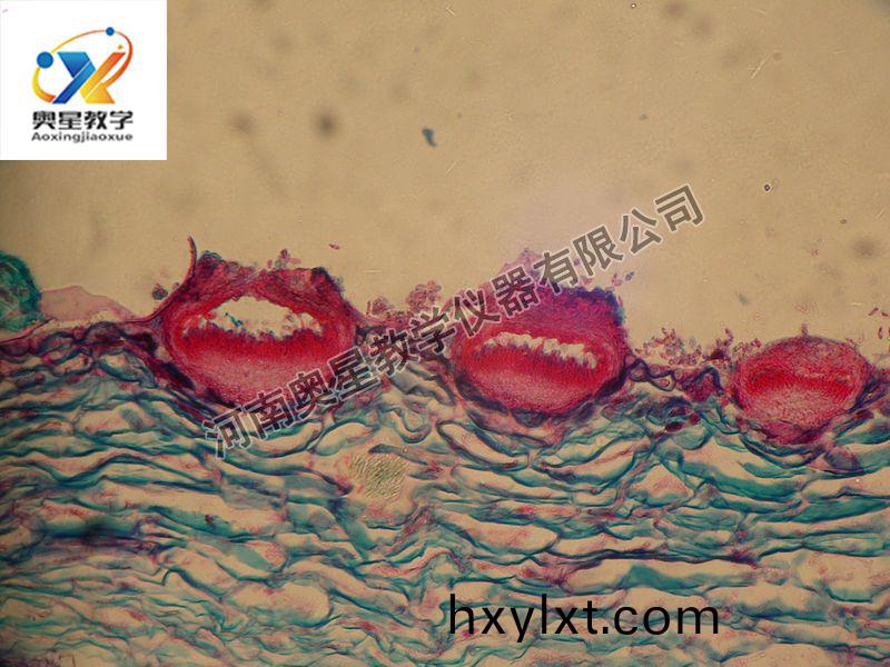 葡(pu)萄(tao)百腐(fu)