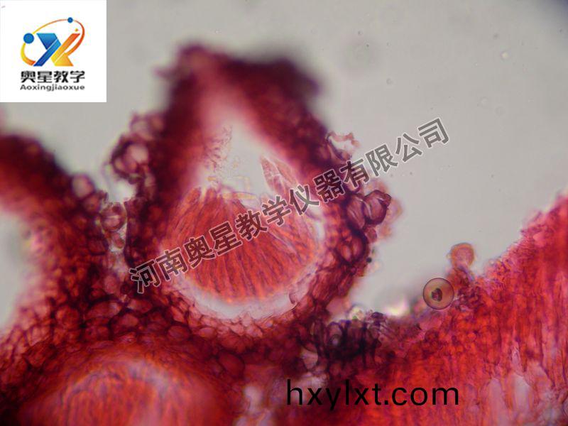 小(xiao)麥(mai)赤黴