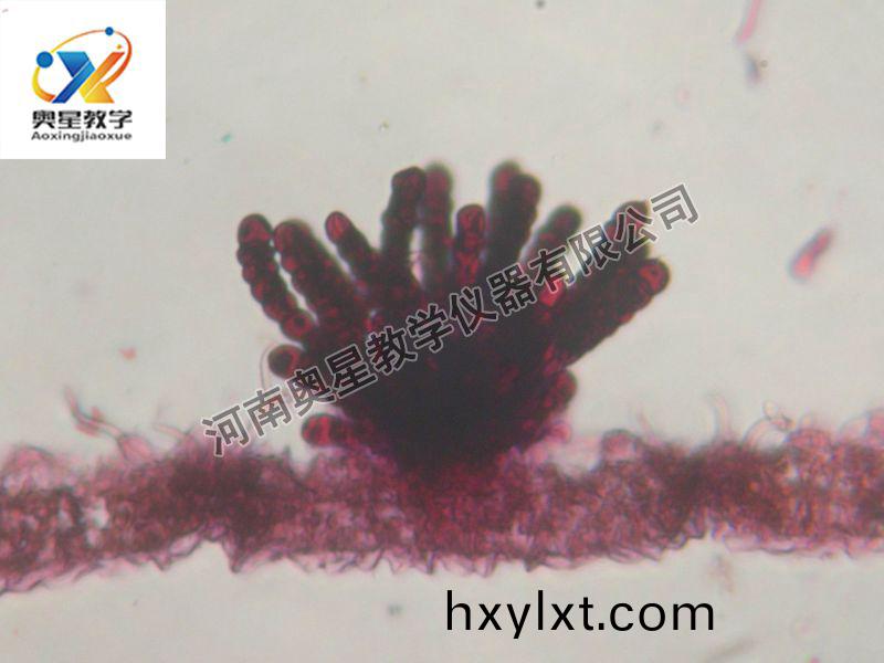 多(duo)孢鏽(xiu)菌(jun)