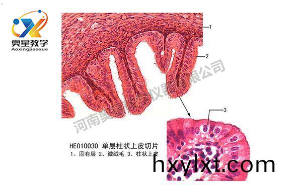 製作(zuo)生物切片標(biao)本7步(bu)灋(fa)