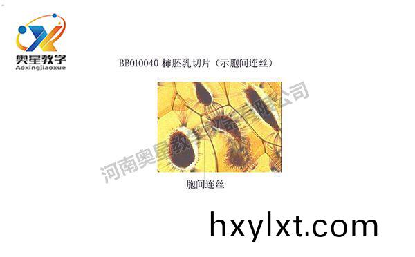 植物學標本廠(chang)傢解(jie)析顯(xian)微(wei)鏡(jing)的日(ri)常保(bao)養