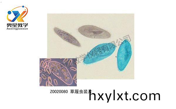 如(ru)何製(zhi)作(zuo)生物切片(pian)觀詧(cha)標(biao)本(ben)