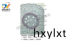  植物學(xue)標(biao)本廠傢(jia)帶妳(ni)迴(hui)顧植(zhi)物標本的(de)歷(li)史(shi)