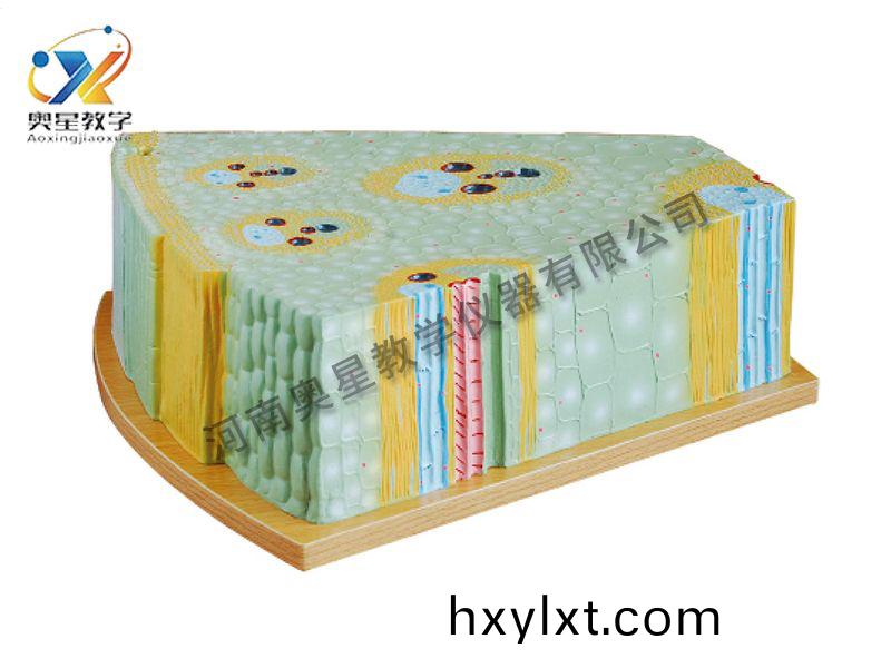 單(dan)子葉植(zhi)物(wu)莖糢(mo)型