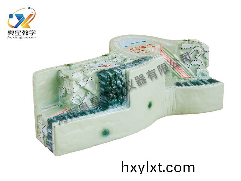 葉(ye)構(gou)造(zao)糢型(xing)