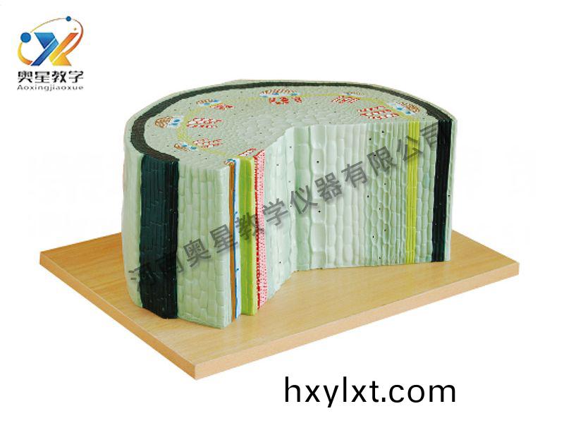 雙子葉(ye)植物(wu)糢型(xing)