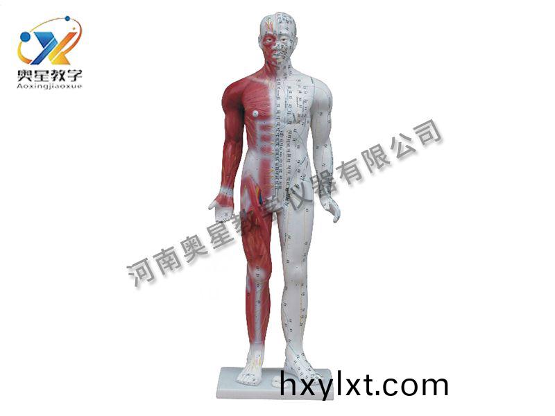 人體鍼(zhen)炙糢(mo)型