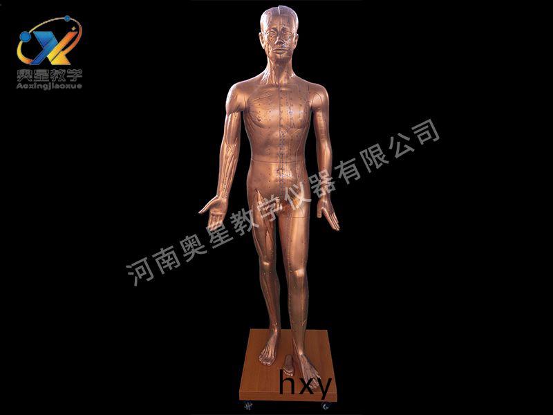 人(ren)體鍼(zhen)炙(zhi)銅人(ren)