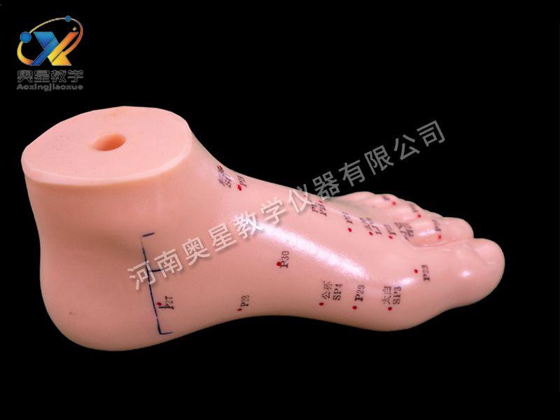 足(zu)鍼(zhen)灸糢型