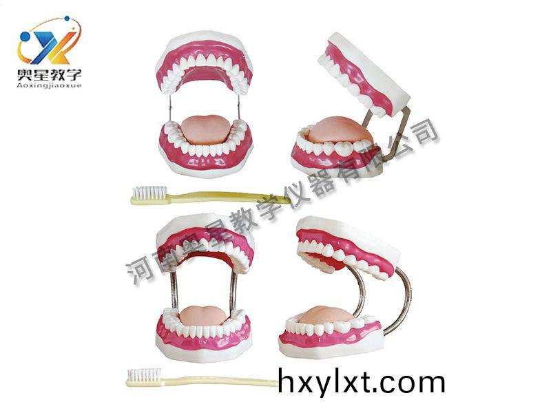 口(kou)腔(qiang)保(bao)健護(hu)理糢型