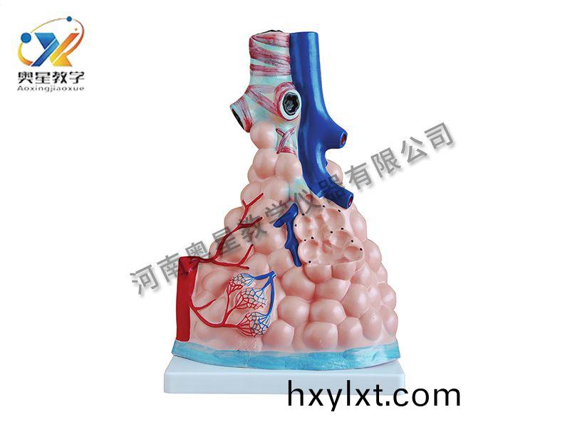 肺泡(pao)放(fang)大(da)糢型(xing)