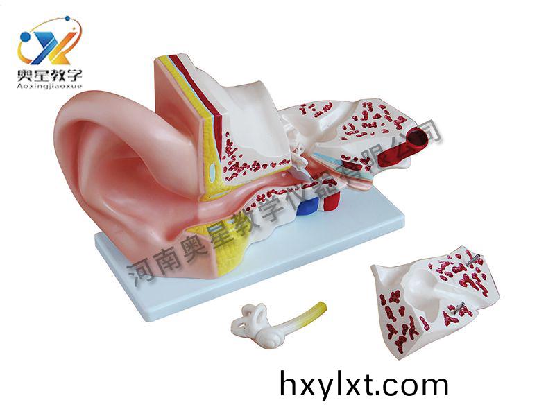 大耳解(jie)剖(pou)糢型(xing)